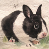 #19 Year of rabbit, 2011